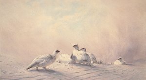 Rype, vinter, 1873 (wc) af Joseph Wolf