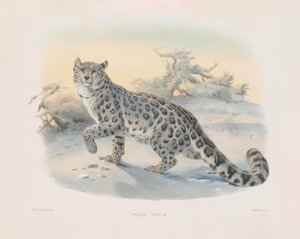  af Joseph Wolf