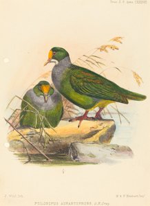 To fugle (Ptilonopus Auranthfrons) af Joseph Wolf