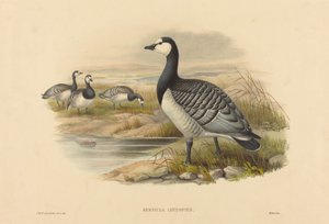 Bramgås (Bernicla Leucopsis) af Joseph Wolf and H.C. Richter