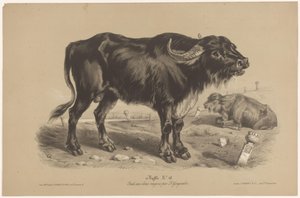 Bøffel Buffalo (titel på objekt) Dierenstudies in twee soorten krijt (serietitel) Studie med to blyanter af Z. Gengembre (serietitel)