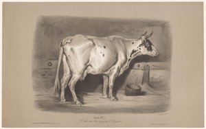 Ko i en stald Vache (titel på objekt) Dyreundersøgelser i to typer kridt (serietitel) Etude aux deux farveblyanter af Z. Gengembre (serietitel på objekt)
