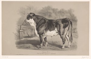 Tyr på en eng Taureau (titel på objekt) Dyreforsøg i to typer kridt (serietitel) Etude aux deux farveblyanter af Z. Gengembre (serietitel på objekt)