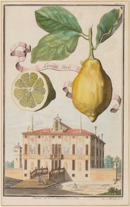 Citron Pero.