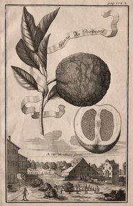 Nürnberg Hesperides: Aranza de Portugal, 1714.