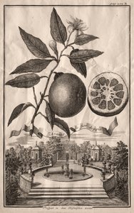 Nurnbergische Hesperides: Dobbelt Aranzo de fior