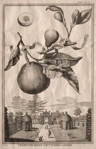 Nurnbergische Hesperides: Limon bergamot personzin gientile