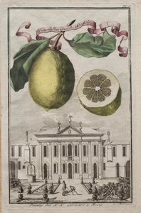 Nurnbergische Hesperides: No125 - Limon Ponzino fra Neapoli. Palazzo del N. H. Cornaro i Fiesso, c170