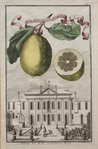 Nurnbergische Hesperides: nr. 125 - Limon Ponzino fra Neapoli. Palazzo del N. H. Cornaro i Fiesso