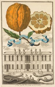 Nurnbergische Hesperides: nr. 185 - Sød stribet Aranzo. Palazzo del N. H. Fonte i Noventa