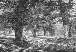 I Sherwood Forest, c1875.