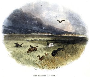 Prairie on Fire, fra Phenomena of Nature, 1849