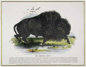 The American Bison, pædagogisk illustrationspub. af Selskabet til Fremme af Kristendomskundskab