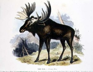 The Elk (Cervus alces) pædagogisk illustration pub. af Selskabet til Fremme af Kristendomskundskab