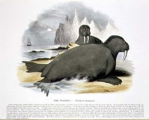 Valrossen (Trichecus rosmarus) - pædagogisk illustration udgivet af Society for Promoting Christian Knowledge af Josiah Wood Whymper
