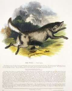 The Wolf (Canis lupus) pædagogisk illustration pub. af Society for Promoting Christian Knowledge, 1843 (akvatint)