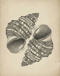 Detaljerede spiralskaller