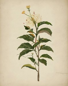 Elegant botanisk blomst