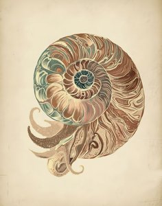 Elegant Nautilus-skal