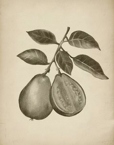 Botanisk undersøgelse af guava af Josie George