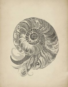 Den indviklede nautilusspiral