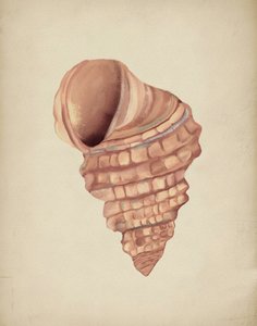 Undersøgelse af spiralformede muslingeskaller