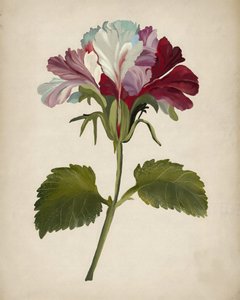 Farvestrålende pelargoniumblomst af Josie George