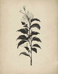 Vintage botanisk illustration