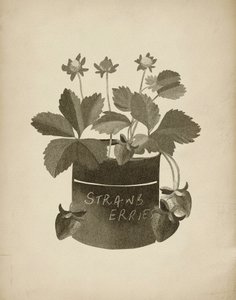Vintage-illustration af jordbær af Josie George