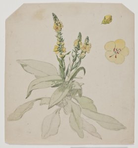 Blomstrende kongelys (verbaserum)