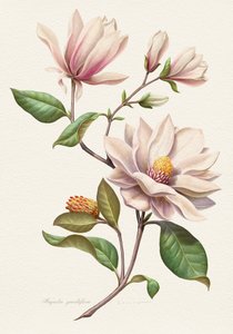 Blomstrende magnolier af Juan Hernaz