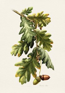 Botaniske ege-agern af Juan Hernaz