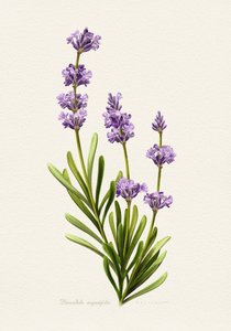 Elegant lavendel-botanisk