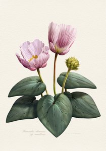 Elegante lyserøde botaniske blomster