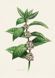 Blomstrende mynte – botanisk af Juan Hernaz
