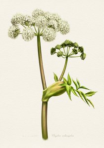 Botanisk illustration af hvid angelika af Juan Hernaz