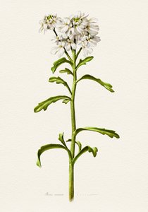 Hvid kandisblomst – botanisk beskrivelse af Juan Hernaz