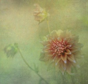 Drømmende dahlia-blomst af Judy Tseng