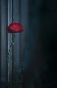 Stemningsfuld rød valmue i blomst af Judy Tseng