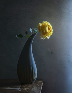 Moody Yellow Rose af Judy Tseng