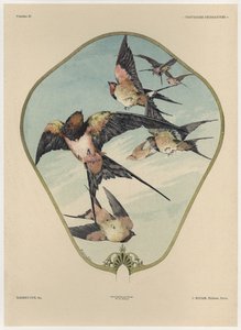 Vifte, planche 30 fra "Fantaisies decoratives", graveret af Gillot, udgivet af Jules Rouam, Librairie de l