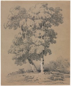 Træstudie, 1800-tallet.
