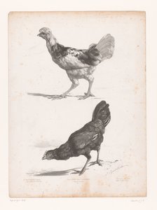 Undersøgelse af to kyllinger Dyreundersøgelser (serietitel) Petites études d