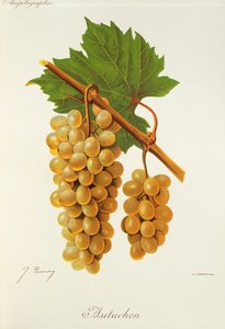 Autuchon drue af J. Troncy af Jules Troncy