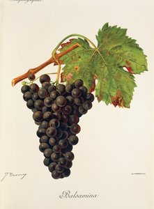 Balsamina drue af J. Troncy af Jules Troncy