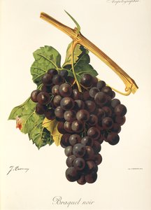 Braquet Noir drue af J. Troncy af Jules Troncy