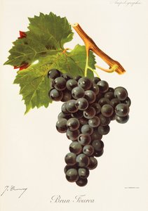 Brun Fourca drue af J. Troncy af Jules Troncy