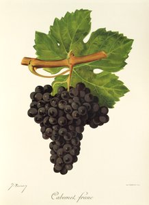 Cabernet Franc drue af J. Troncy