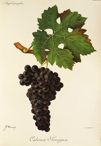 Cabernet Sauvignon drue af J. Troncy