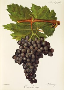 Canaiolo Nero drue af J. Troncy af Jules Troncy